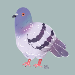 Pigeon!